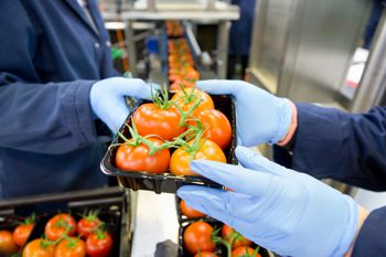 Trabajadores empaquetando tomates rojos maduros en una línea de producción